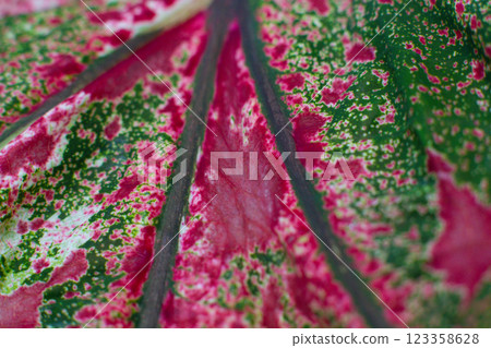 close-up texture of a leaf of the Caladium Pink Beauty plant close-up texture of a leaf of the Caladium Pink Beauty plant 123358628