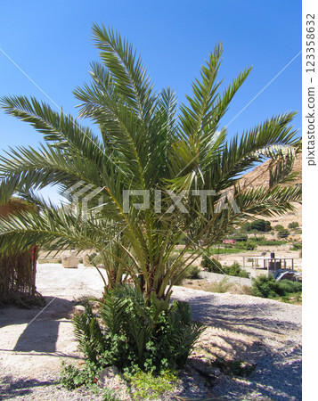beautiful large tropical palm trees grow on the coast 123358632