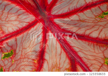 close-up texture of a leaf of the Caladium Pink Beauty plant 123358633