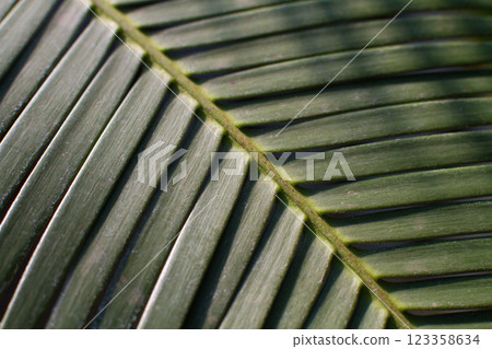 close up straight lines texture of green palm leaves 123358634