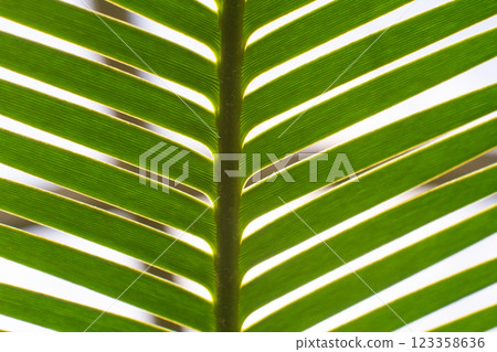 close up straight lines texture of green palm leaves 123358636