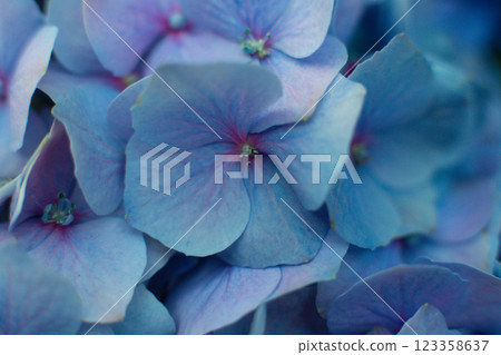 close-up of beautiful blue and pink flowers of Large-leaved hydrangea close-up of beautiful blue and pink flowers of Large-leaved hydrangea 123358637
