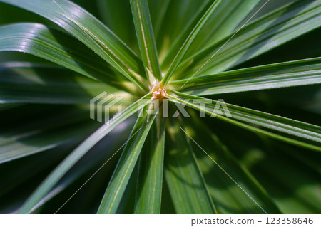 close-up of a leaf of the Cyperus alternifolius plant in the garden 123358646
