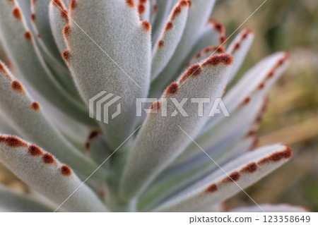beautiful Kalanchoe tomentosa plant in a pot in a greenhouse beautiful Kalanchoe tomentosa plant in a pot in a greenhouse 123358649