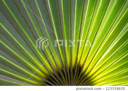 close up straight lines texture of green palm leaves close up straight lines texture of green palm leaves 123358650
