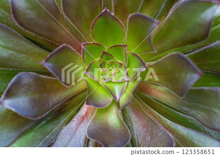 close-up Succulent flower in a pot in a greenhouse close-up Succulent flower in a pot in a greenhouse 123358651