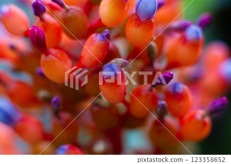 close-up of a beautiful flower Aechmea fulgens in the garden close-up of a beautiful flower Aechmea fulgens in the garden 123358652