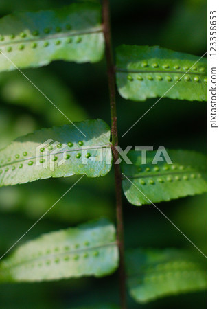 close-up texture of a leaf with dots of the Breadfruit fern plant close-up texture of a leaf with dots of the Breadfruit fern plant 123358653