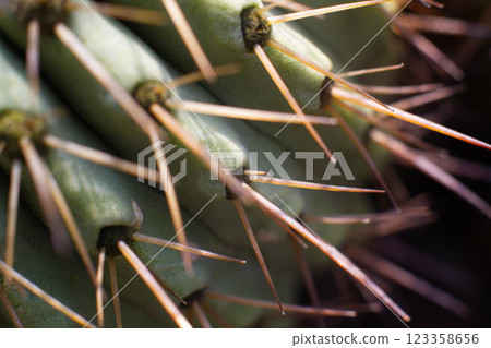 close up texture of cactus needles in a pot close up texture of cactus needles in a pot 123358656