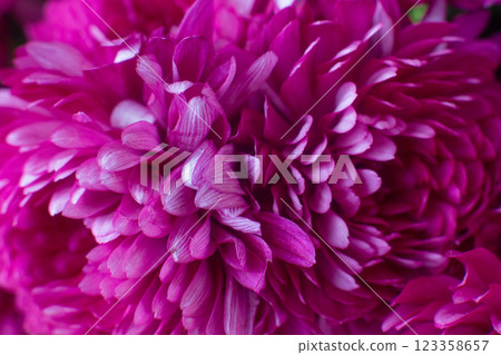 close up of a beautiful pink chrysanthemum flower in the garden close up of a beautiful pink chrysanthemum flower in the garden 123358657