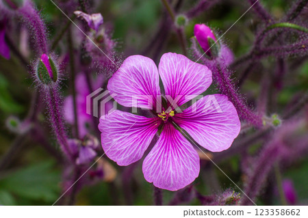 close up of beautiful Madeira geranium flowers in the garden close up of beautiful Madeira geranium flowers in the garden 123358662