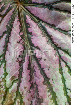 close-up texture of a leaf of a begonia plant 123358665