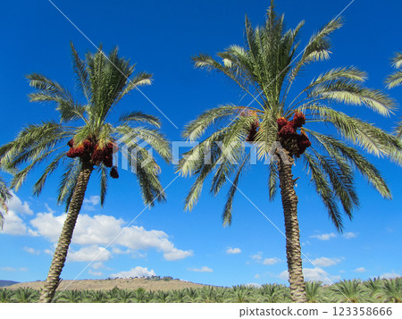 beautiful palm trees in sunny weather on a blue sky 123358666