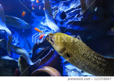 A giant moray eel fish is hunting in the aquarium A giant moray eel fish is hunting in the aquarium 123358667