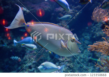 Naso unicornis fish  swims in an aquarium between reefs 123358668
