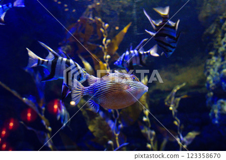 marine Ornate Cow fish  swims in an aquarium between reefs 123358670