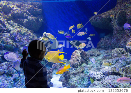 a small boy near a large aquarium looks at sea fish 123358676