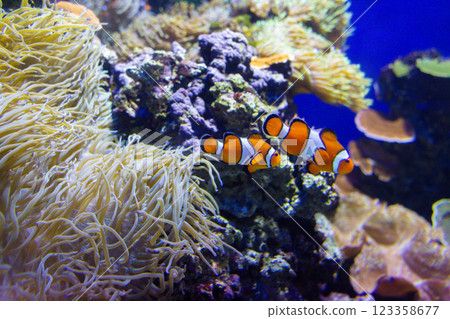 Clown Fish swims in a large aquarium with other fish 123358677