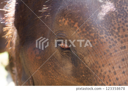 close-up of the head of a beautiful adult elephant 123358678