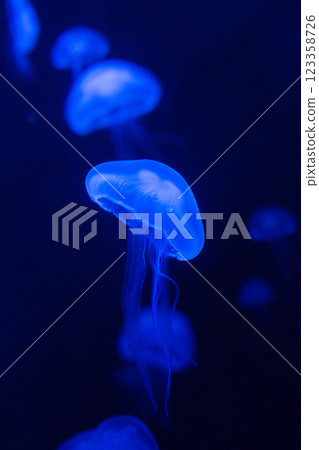 beautiful jellyfish swim in aquarium in blue water 123358726