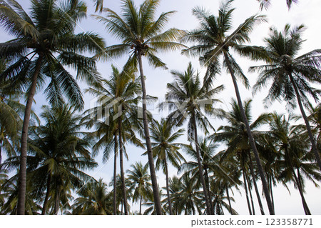beautiful large tropical palm trees grow on the coast 123358771