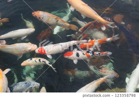 many beautiful colorful ornamental fish in the pond 123358798