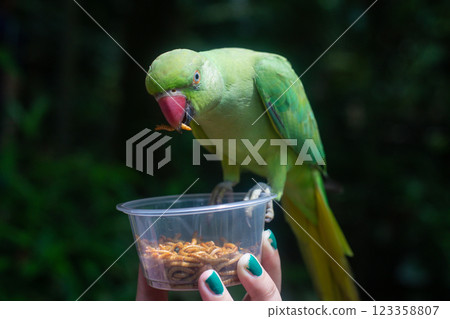 A large ringed parrot is fed larvae from the hand 123358807