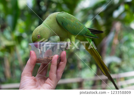 A large ringed parrot is fed larvae from the hand 123358809
