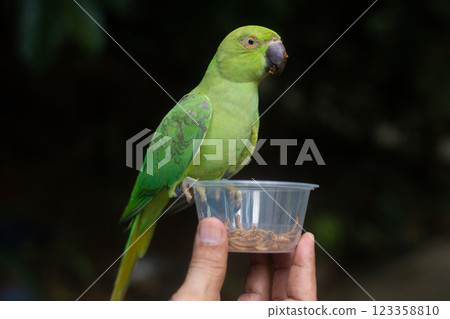 A large ringed parrot is fed larvae from the hand A large ringed parrot is fed larvae from the hand 123358810