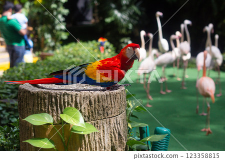 a large red macaw parrot sits on a tree 123358815