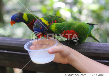 beautiful colored Rainbow Lorikeet Parrot in the zoo drinking nectar 123358819