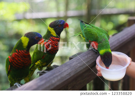 beautiful colored Rainbow Lorikeet Parrot in the zoo drinking nectar 123358820