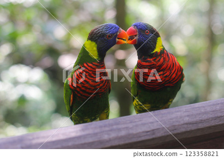 beautiful colored Rainbow Lorikeet Parrot in the zoo sitting on a stick 123358821