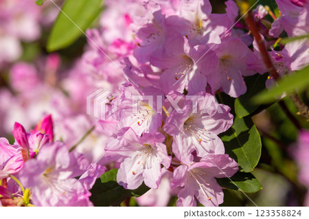 close up of a beautiful pink Rhododendron flower in the garden 123358824