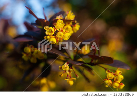 close-up of a beautiful barberry yellow flower in the garden 123358869