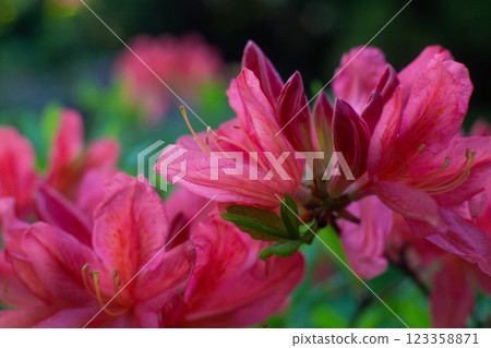 close-up of a beautiful pink Japanese rhododendron pink flower in the garden close-up of a beautiful pink Japanese rhododendron pink flower in the garden 123358871