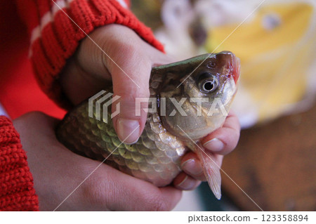 close-up of crucian carp fish being held in hands close-up of crucian carp fish being held in hands 123358894