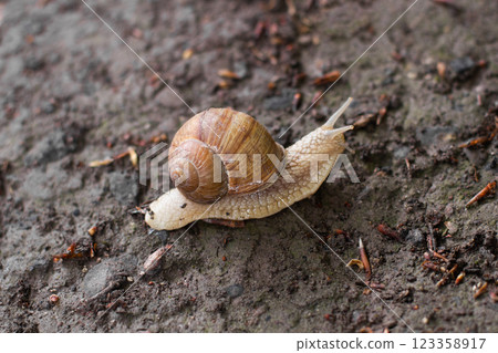 close-up of a snail crawling on the ground close-up of a snail crawling on the ground 123358917