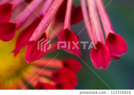 close up of a beautiful pink chrysanthemum flower in the garden close up of a beautiful pink chrysanthemum flower in the garden 123358928
