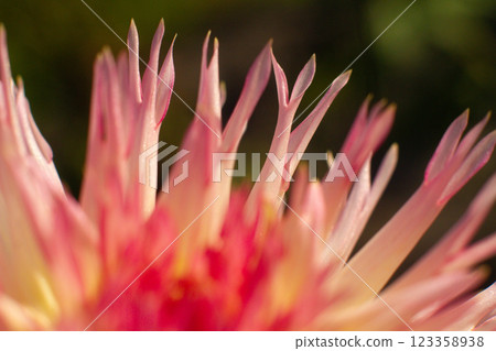 close up of a beautiful Dahlias flower in the garden 123358938