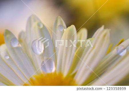 beautiful white chamomile flowers grow in the field beautiful white chamomile flowers grow in the field 123358939