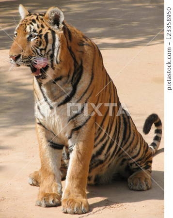 a beautiful big tiger is resting and walking around the zoo 123358950