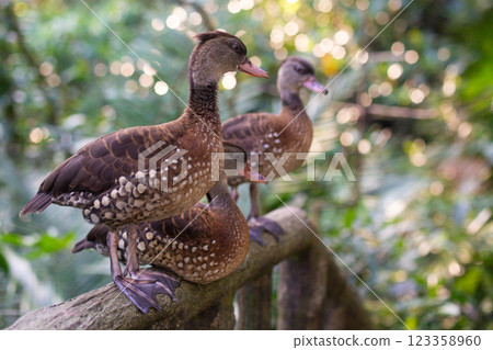 group of spotted ducks Dendrocygna guttata in the forest 123358960