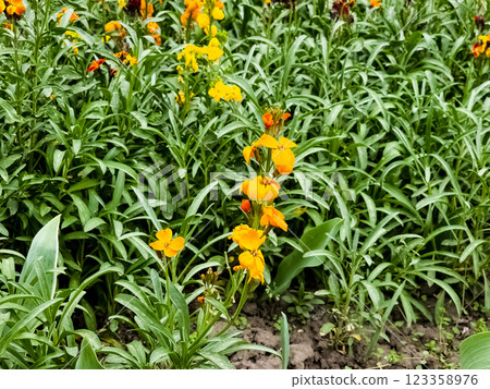 Erysimum cheiri, Cheiranthus cheiri, the wallflower. It is widely cultivated as a garden plant. Flower background Erysimum cheiri, Cheiranthus cheiri, the wallflower. It is widely cultivated as a garden plant. Flower background 123358976