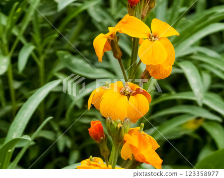 Close up of yellow wallflowers erysimum cheiri in bloom 123358977