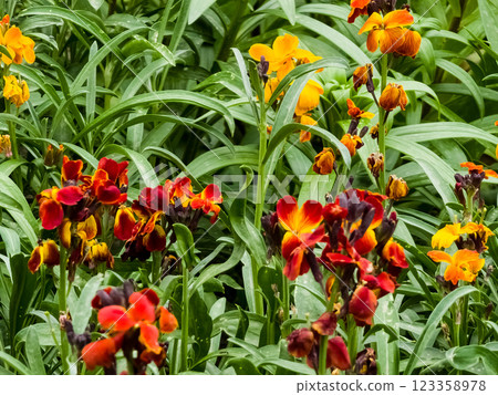 Close up of red wallflowers erysimum cheiri in bloom 123358978
