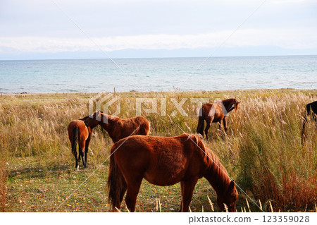 A serene coastal scene featuring several brown horses grazing in tall grass near the waters edge. The calm sea and distant mountains create a tranquil backdrop 123359028