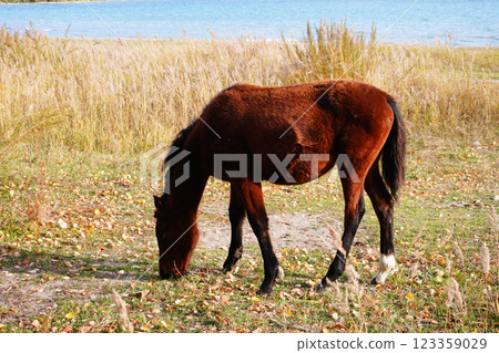 A brown horse grazes peacefully in a grassy area near a serene body of water. Tall grasses and autumn leaves surround the scene, creating a tranquil atmosphere. 123359029