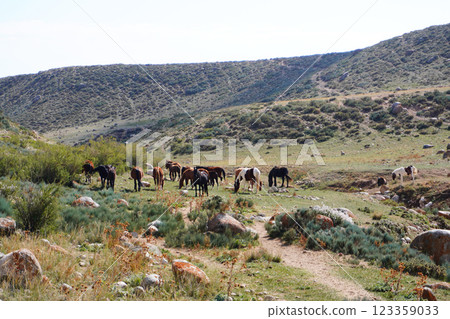 A group of wild horses grazes peacefully in a lush green valley surrounded by rolling hills and rocky terrain, showcasing the beauty of nature and wildlife. 123359033