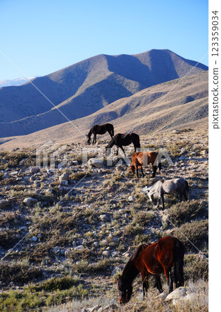 A serene scene featuring wild horses grazing on rocky terrain, surrounded by rolling hills and mountains under a clear blue sky, showcasing nature's beauty and tranquility. 123359034